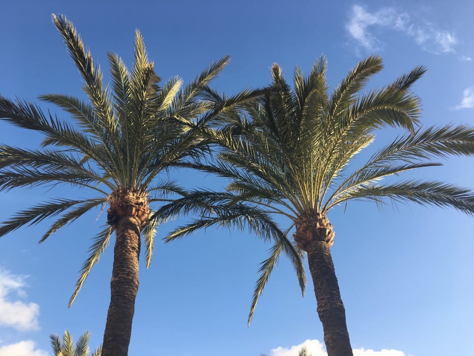 Pool Bahia Principe Sunlight Costa Adeje