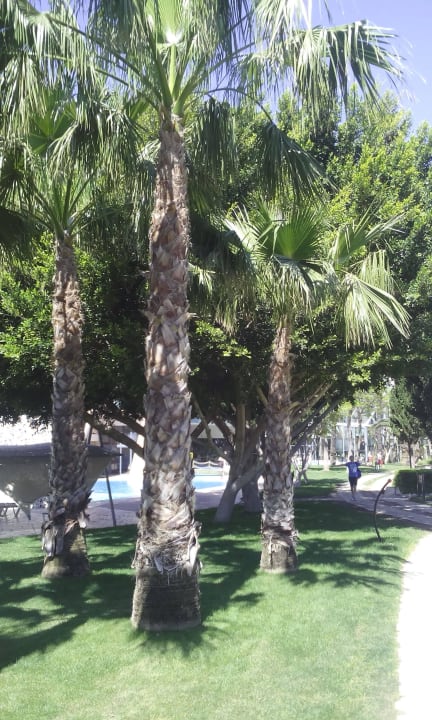 Природа на территории отеля Limak Limra Hotel & Resort