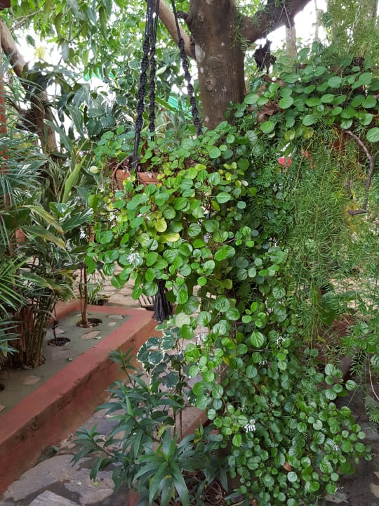 Gartenanlage Casa La Cabana Obel & Yoly