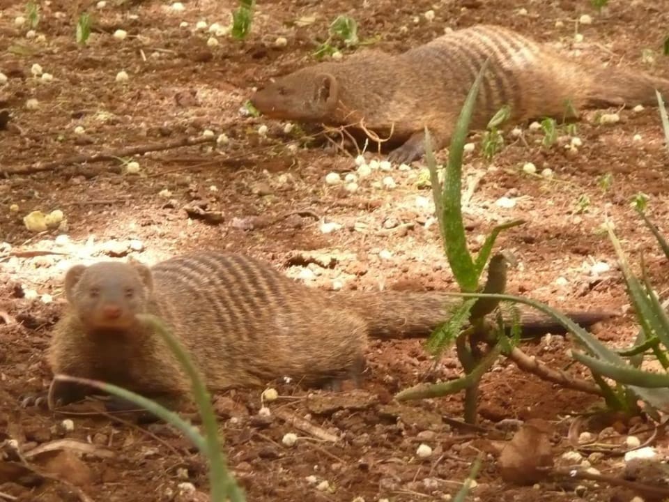 Mangusty Hotel Amboseli Sopa Lodge
