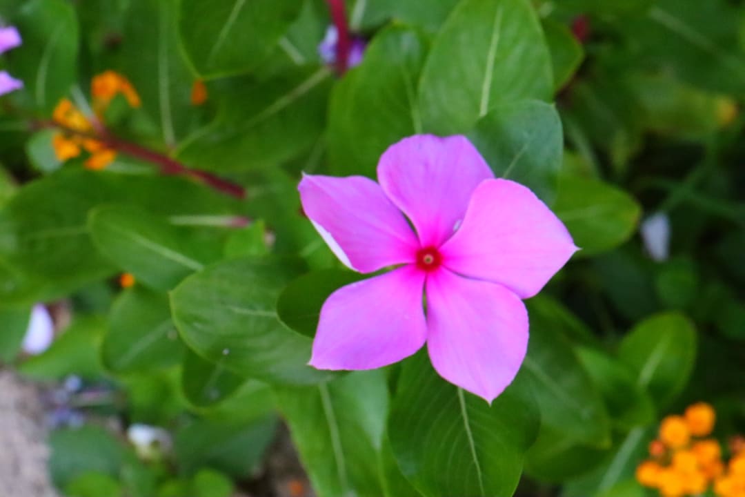 Sonstiges Hotel Kalithea Horizon Royal