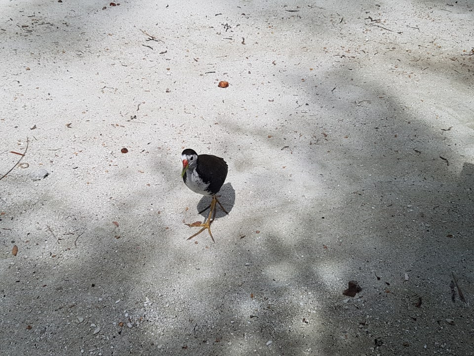 Sonstiges Adaaran Select Hudhuran Fushi - Premium All Inclusive