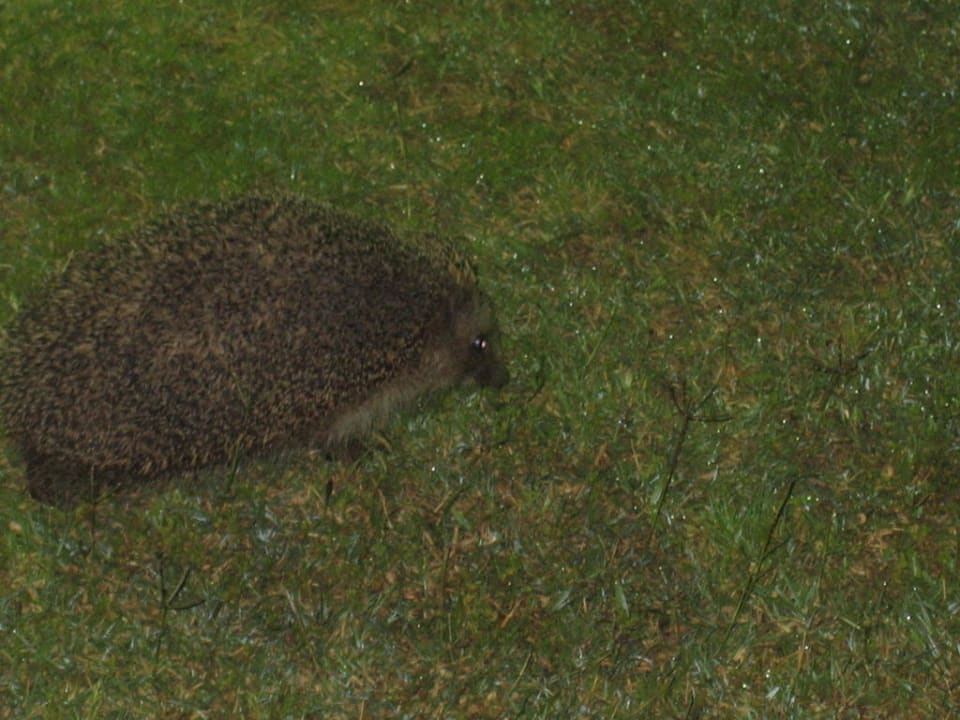 Igel Megasaray Club Belek