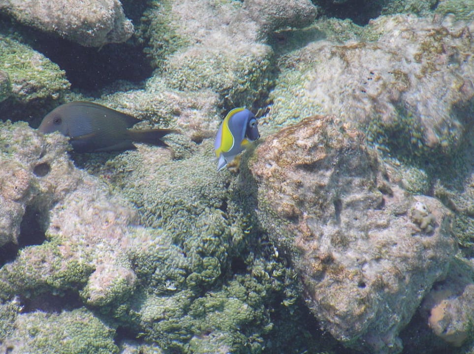 Домашний риф Meeru Maldives Resort Island