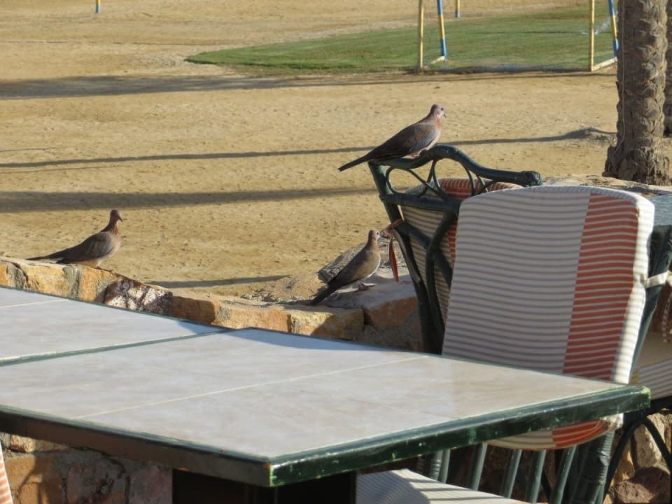 Tägliche Restaurantbesucher Wadi Lahmy Azur Resort