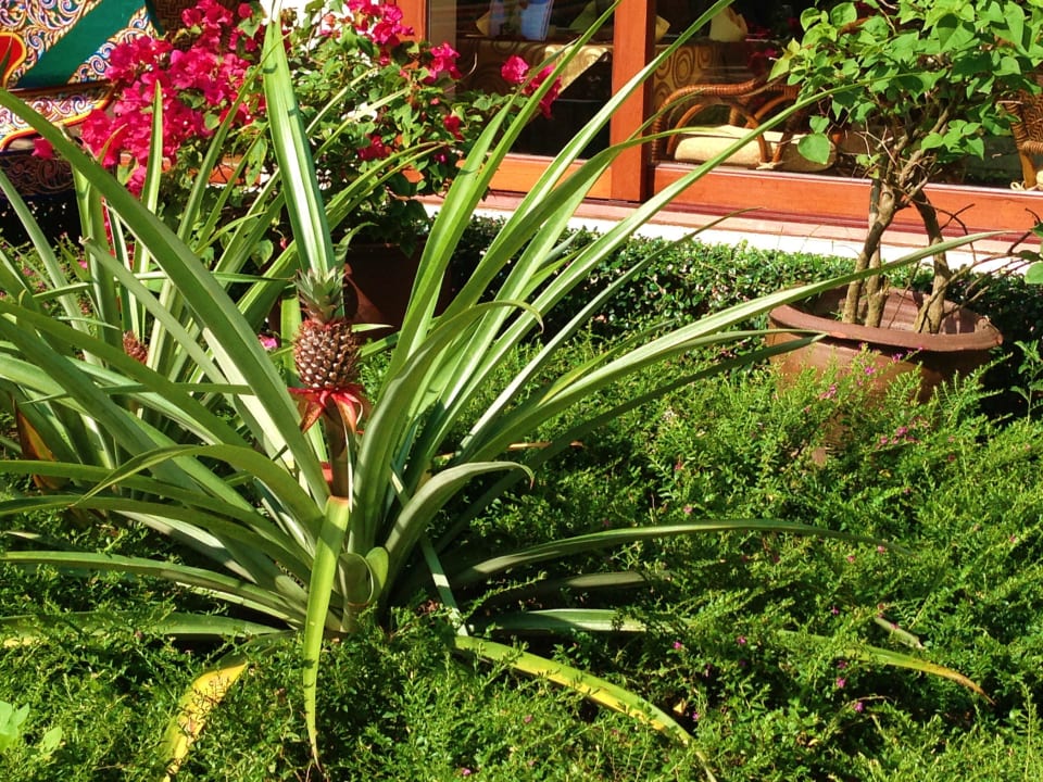 Ananas Santiburi Koh Samui