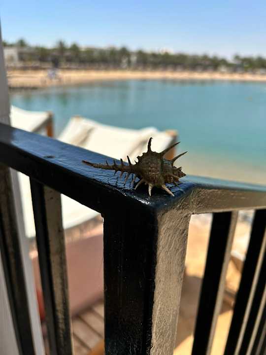 Ausblick Desert Rose