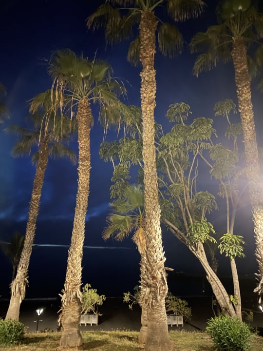 Gartenanlage Be Live Tenerife - Adults only