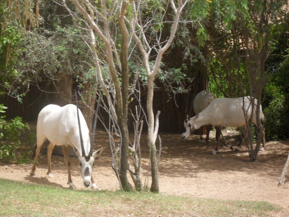 Oryxe gleich neben der Suite Al Maha, A Luxury Collection Desert Resort & Spa