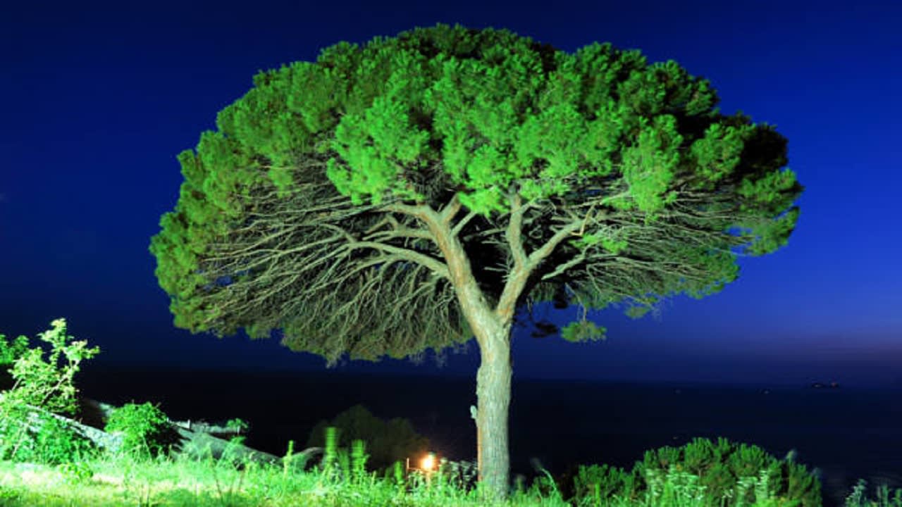 Ausblick Hotel Il Pino