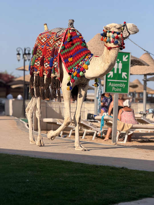 Sport & Freizeit Sentido Mamlouk Palace Resort