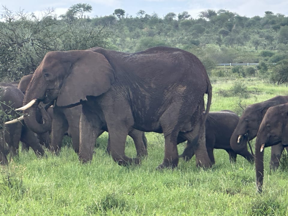 Sonstiges Salt Lick Safari Lodge