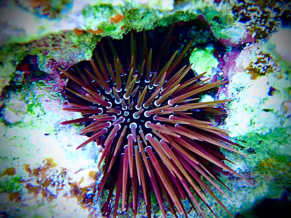 Sport & Freizeit Three Corners Happy Life Beach Resort