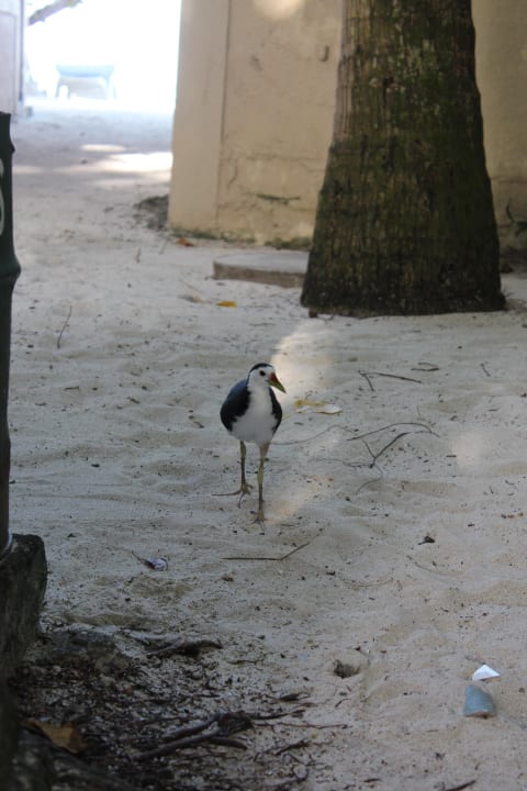 Vogel Summer Island Maldives
