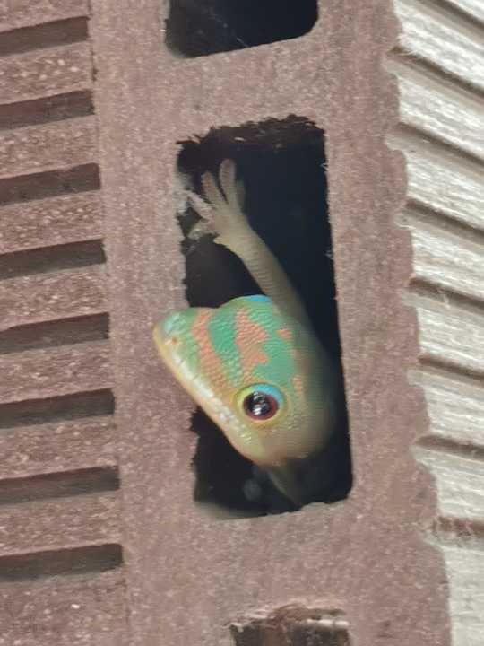 Gartenanlage Hotel Les Aigrettes