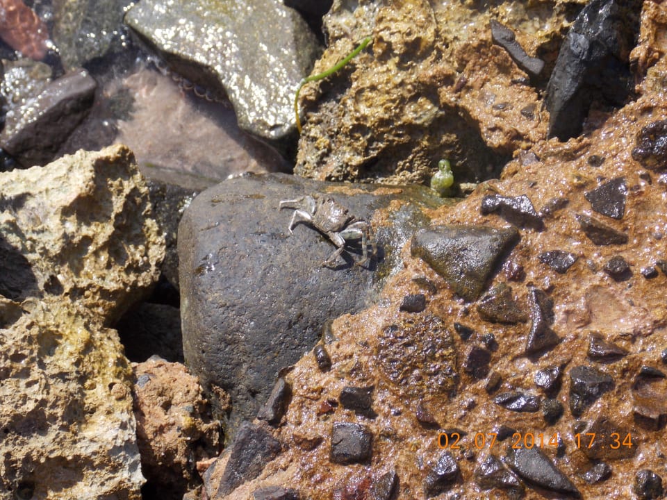 Краб Desert Rose