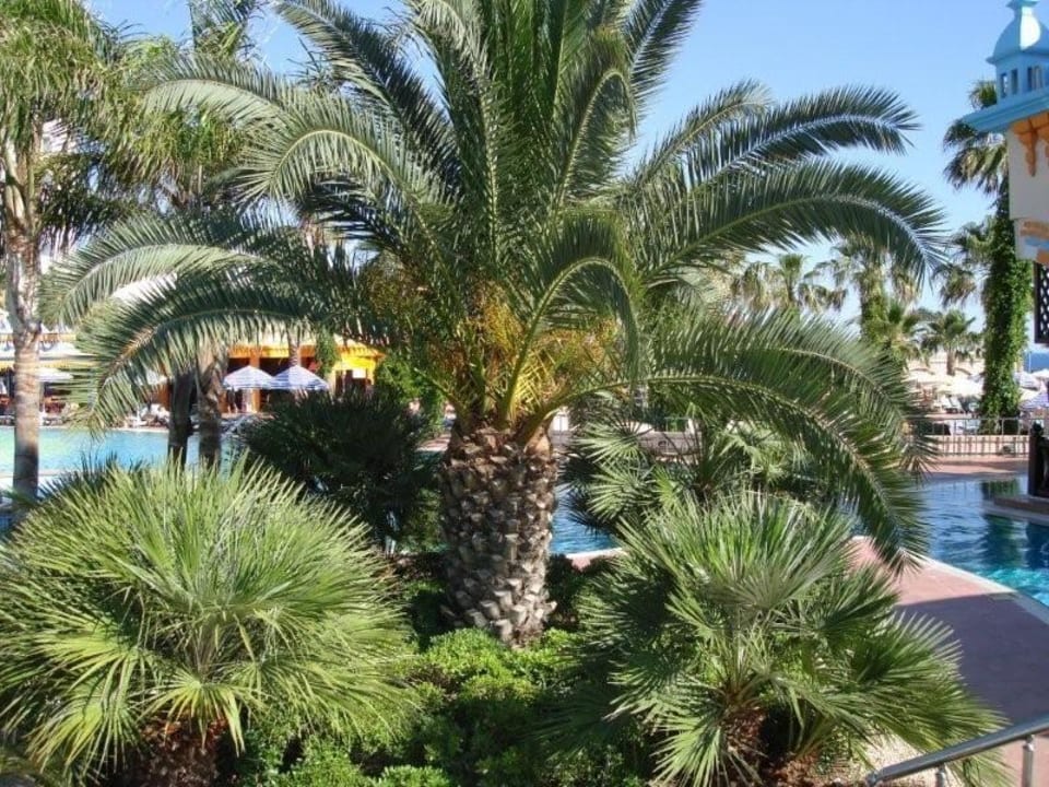 Begrünung im H.V. Kamelya Aishen Club