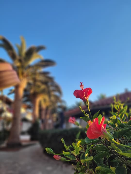 Gartenanlage Sol Marina Beach