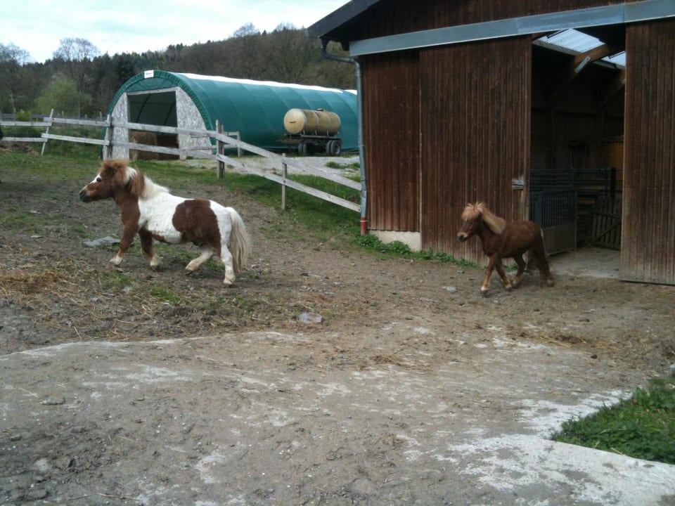 Wir lassen die Pferde raus Familotel Ottonenhof