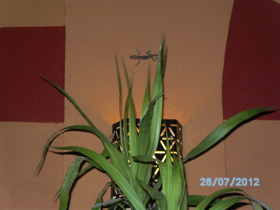 Salamander auf der Aussenterrasse Jaz Makadi Oasis Resort