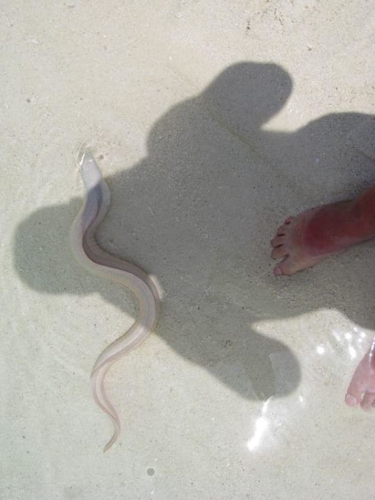 Nicht beissen Meeru Maldives Resort Island