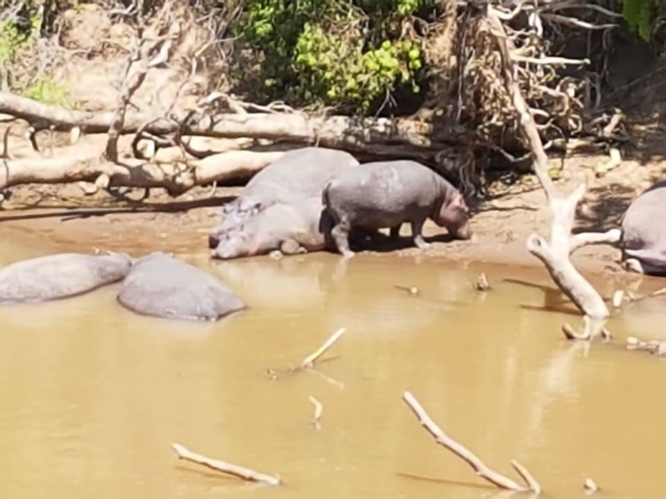 Vom Zimmer Royal Mara Safari Lodge