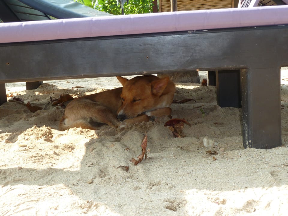 Lieber und sauberer Hotelhund Bangsak Village