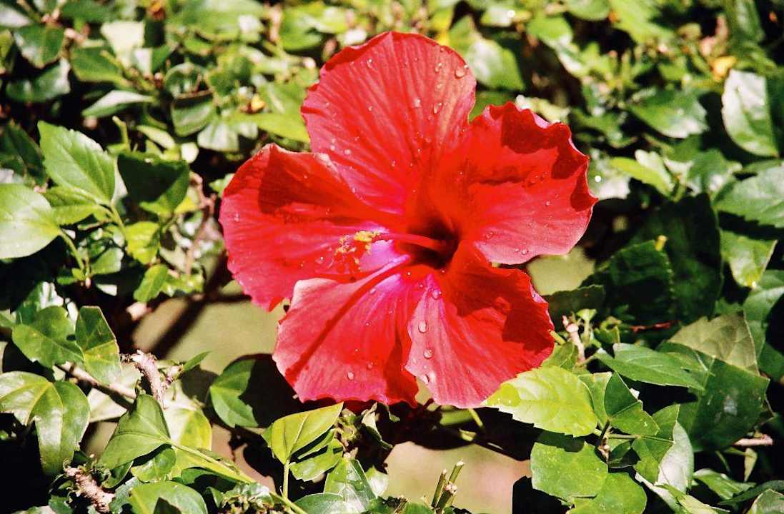 Blüten wohin man schaut. The Laguna A Luxury Collection Resort & Spa