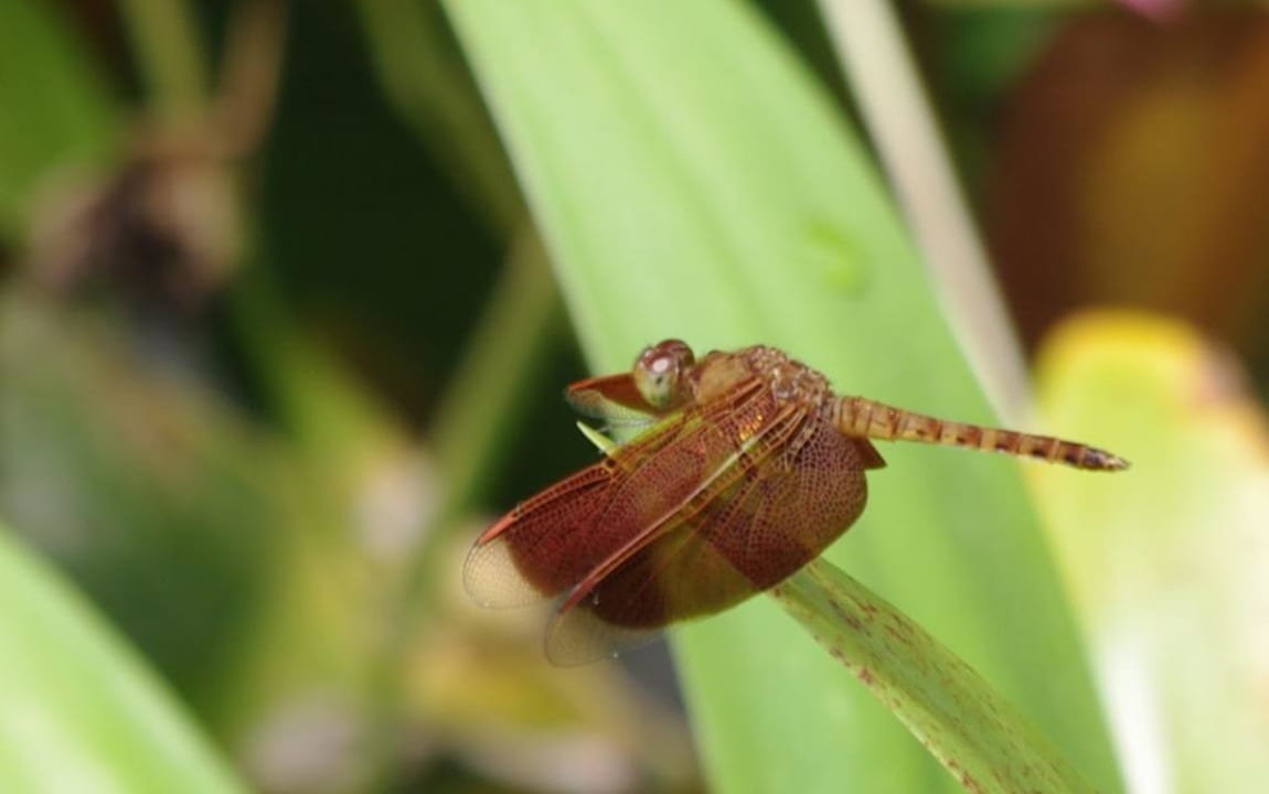 Libelle Khaolak Oriental Resort - Adults only