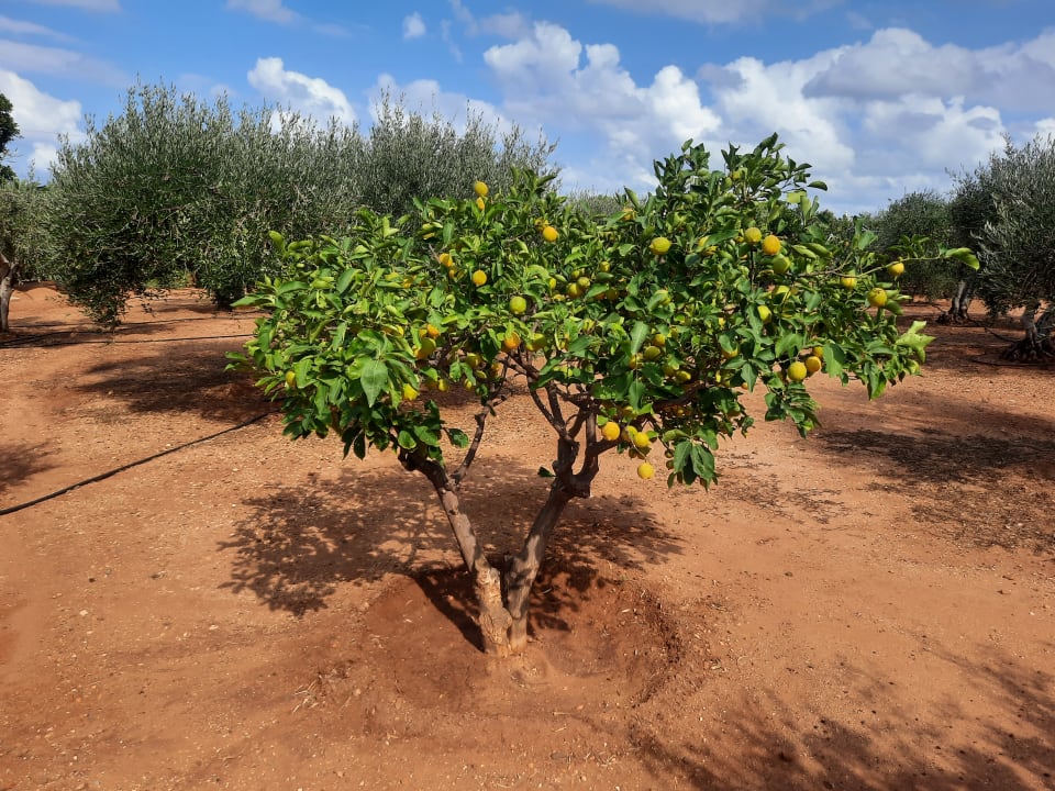 Gartenanlage Anissa Beach & Village
