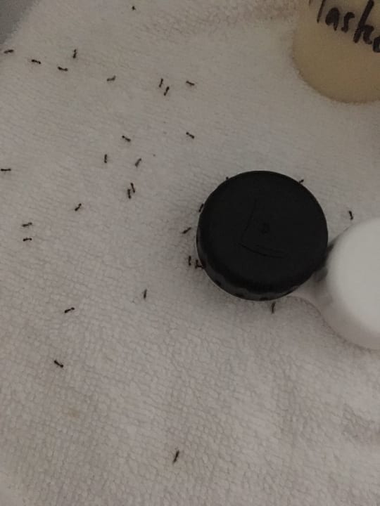 Zimmer TUI BLUE Tropea