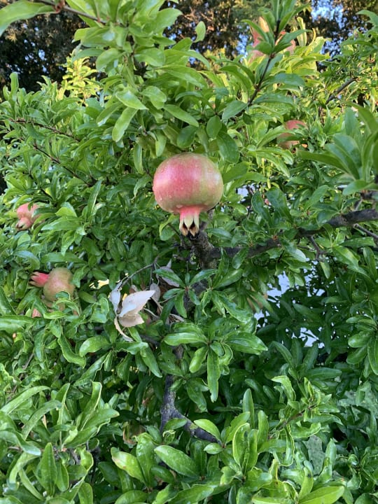 Gartenanlage Valamar Tamaris Hotel