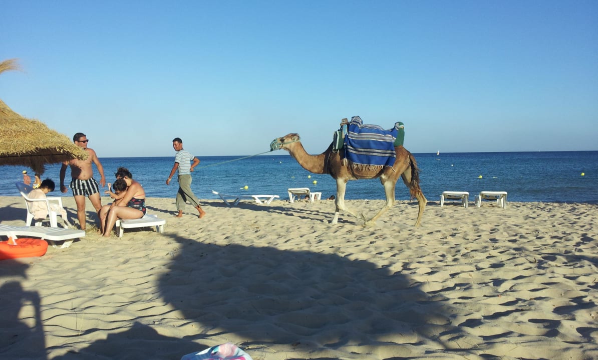 Strand mit Dromedar - verkleidet als Kamel Omar Khayam Resort & Aquapark