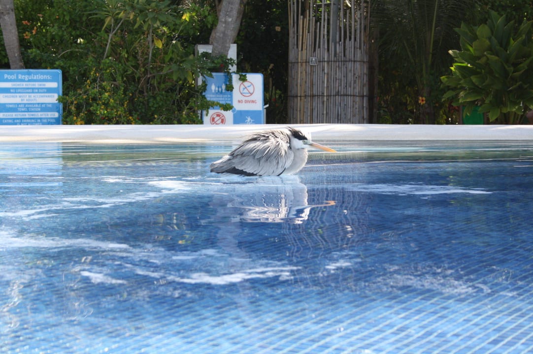Auch andere suchen Abkühlung im Pool Kuramathi Maldives