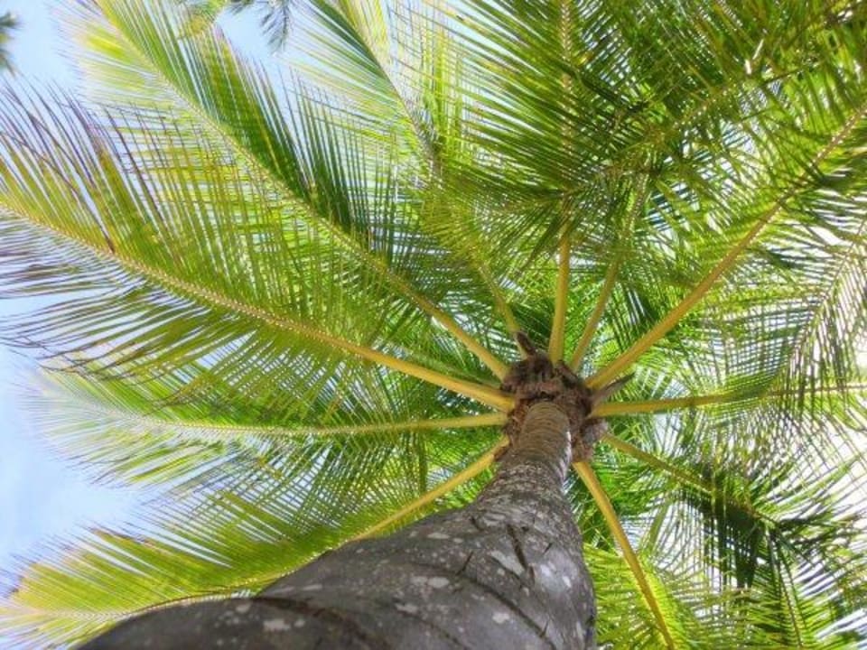 Einfach nur schön Hotel Riu Bambu