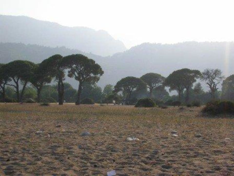Cirali, Strand mit Schirmpinien, Abendstimmung Hotel Anatolia Resort