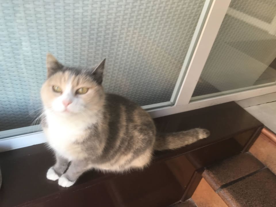 Hauskatze am Hotel-Eingang Hotel Q Royal