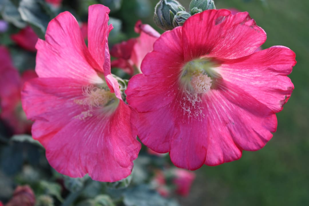 Gartenanlage Three Corners Equinox Beach Resort