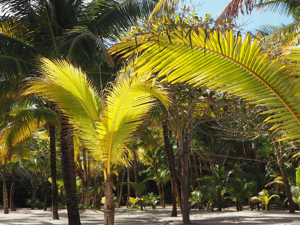 Palmowa plaża w częsci Kanthena Grand Palladium Kantenah Resort & Spa