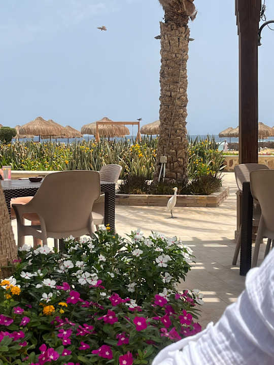 Gartenanlage Lazuli Hotel Marsa Alam