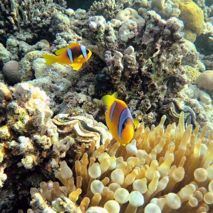 Sport & Freizeit Cleopatra Luxury Resort Makadi Bay