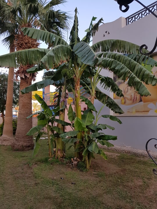 Gartenanlage Hotel Le Pacha Beach Resort
