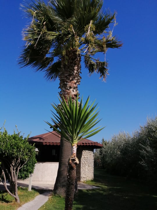 Gartenanlage Hotel Babaylon