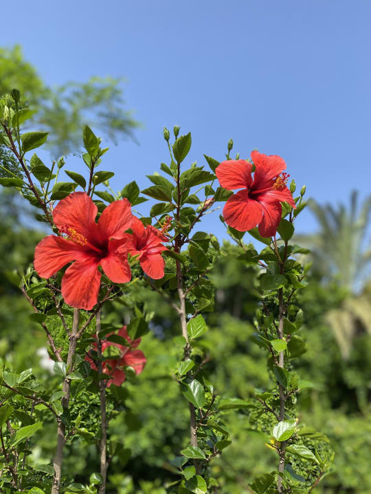 Gartenanlage Limak Lara Deluxe Hotel & Resort