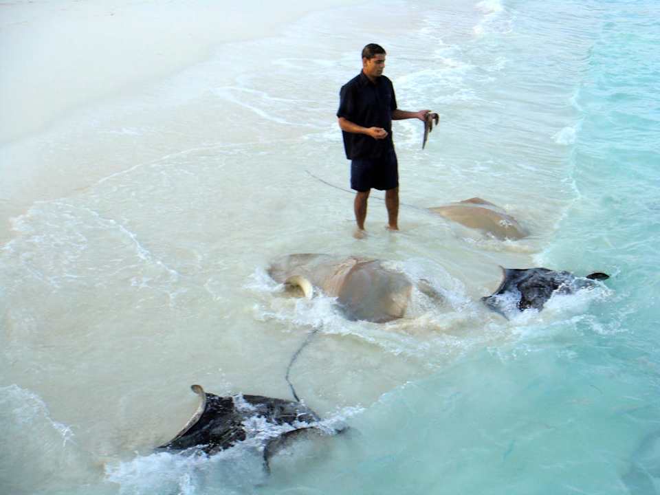 Fischfütterung NH Collection Maldives Reethi Resort