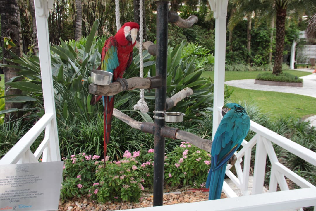 Papageien am Pool The Palms Hotel & Spa