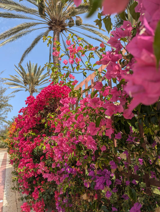 Gartenanlage allsun Hotel Esplendido