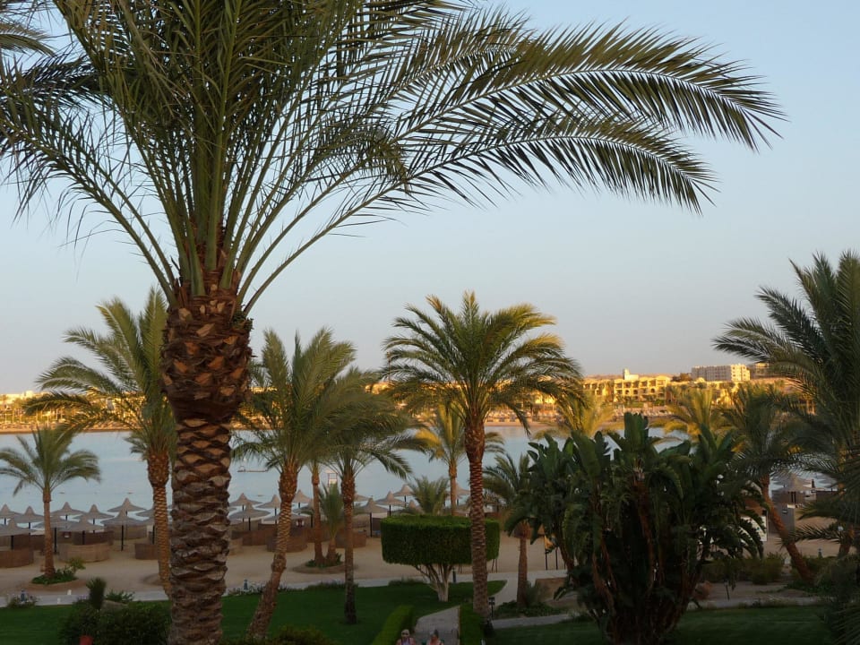 Toller Strand mit vielen Palmen Steigenberger Coraya Beach - Adults only