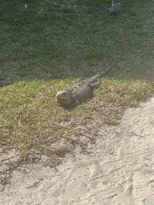 Gartenanlage Akumal Bay Beach & Wellness Resort