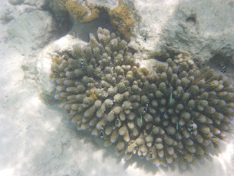 Hausriff Vilamendhoo Island Resort & Spa